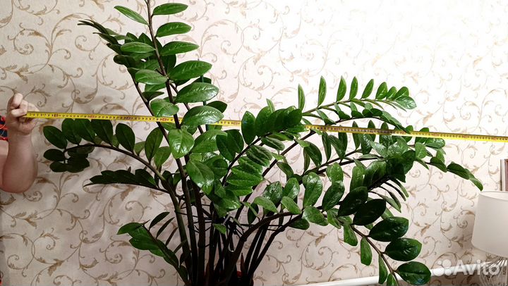 Замиокулькас Super Nova