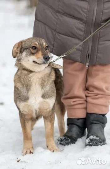 Муся мечтает о доме и любимом человеке