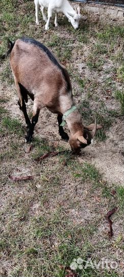 Коза дойная Чешская