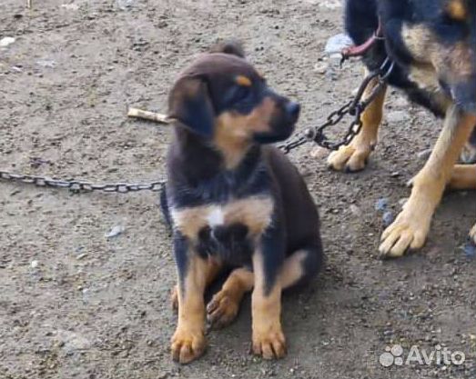 Альфа - крупный щенок-девочка в дар