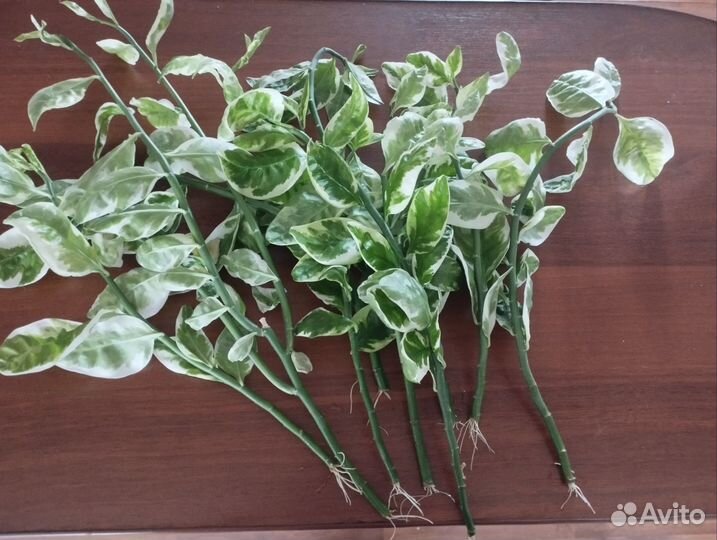 Цветок педилантус