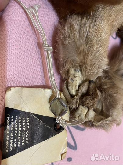 Шкурка животного. Соболь