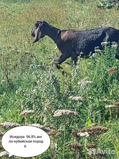 Англо-нубийские котные козы