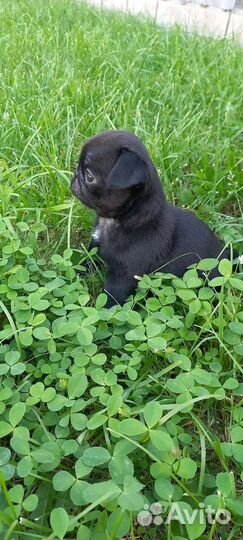 Щенки Мопса