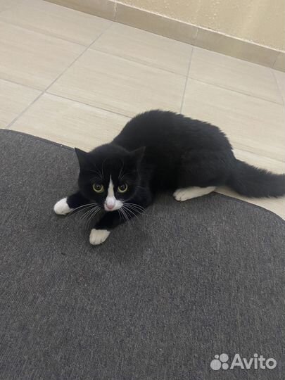 Кошка