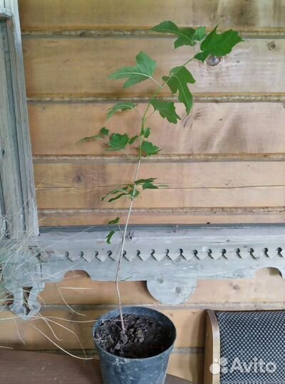 Пузыреплодник, дёрен