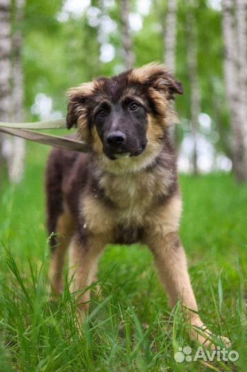 Щенок из приюта мечтает обрести семью