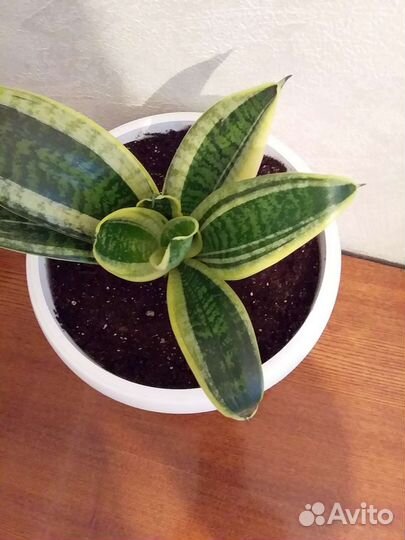 Сансевиерия ханни крео