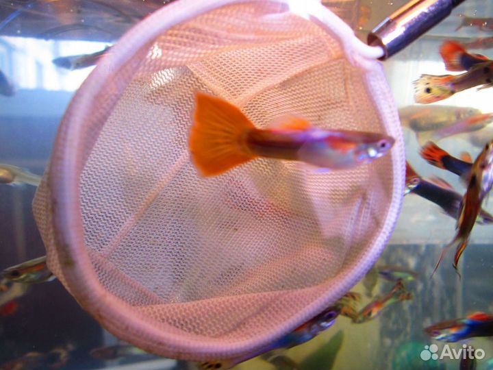 Гуппи Эндлера японская голубая