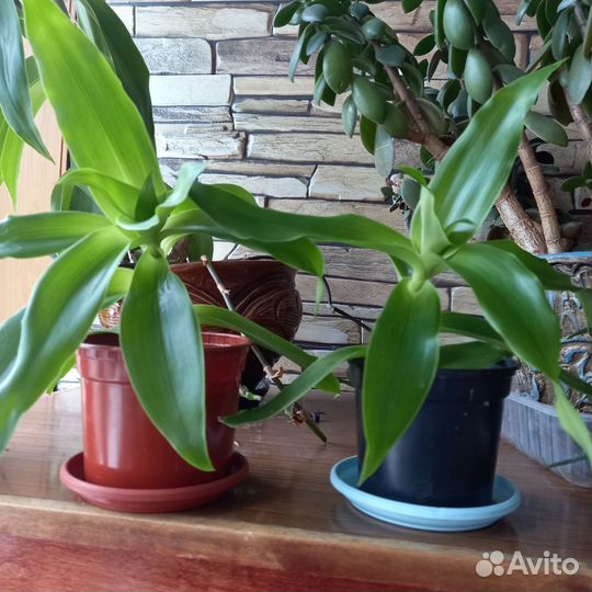Каланхоэ лечебное продам