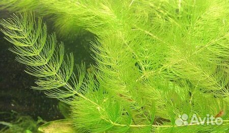Аквариумные рыбки гуппи / тернеция glofish