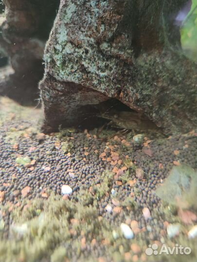 Аквариумные рыбки