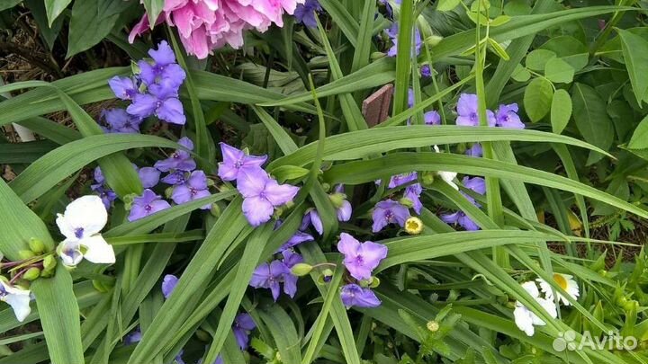 Многолетние цветы