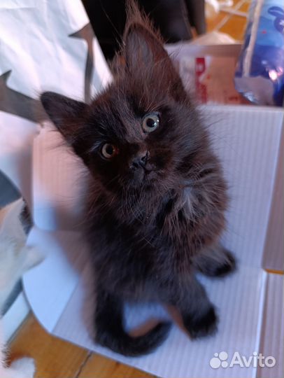 Кошка котенок котик