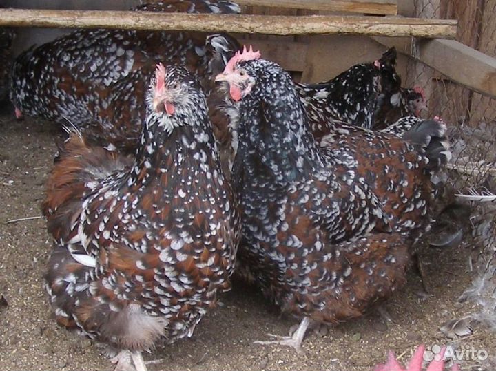 Куры молодки несушки утята гусята бройлер цесарки