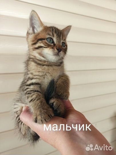 Котята в добрые руки бесплатно