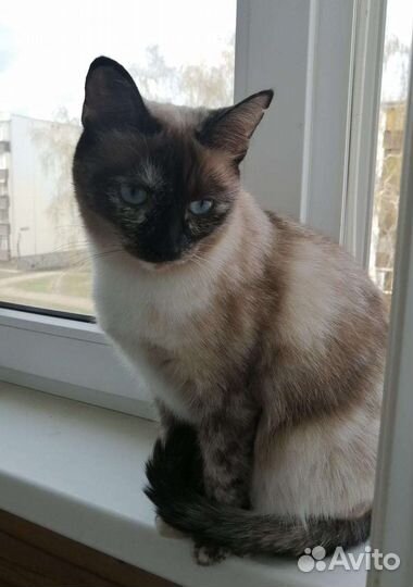 Триша кошка