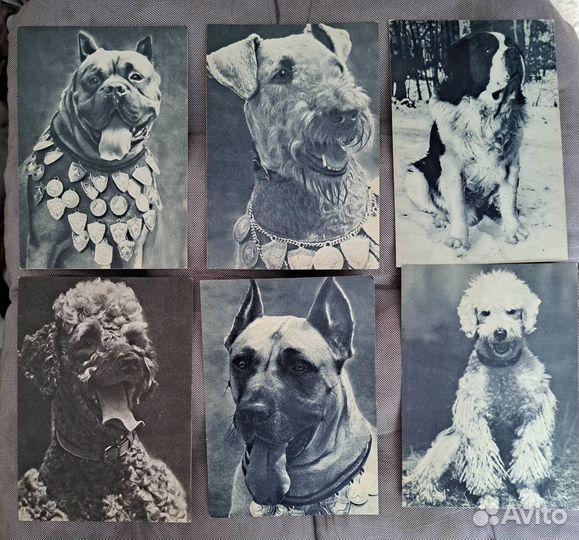 Открытки СССР, Собаки