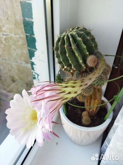 Детки кактуса