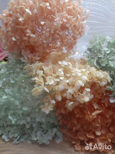 Стабилизированная гортензия