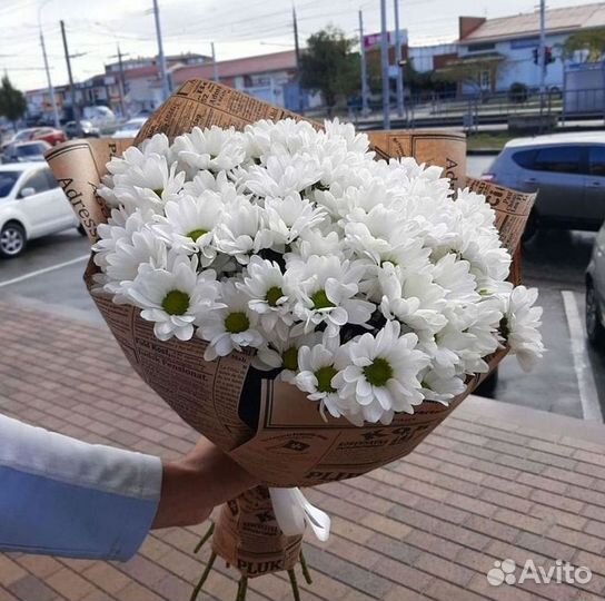 Хризантема