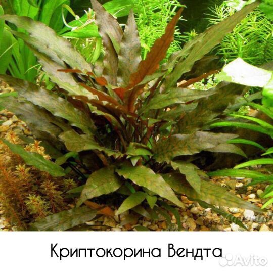 Аквариумные растения