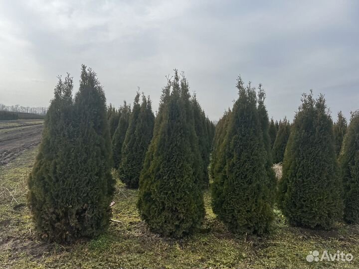 Туя Западная «Смарагд» предзаказ