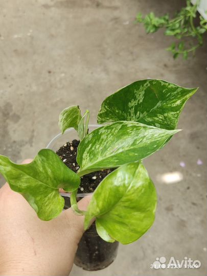 Комнатные растения