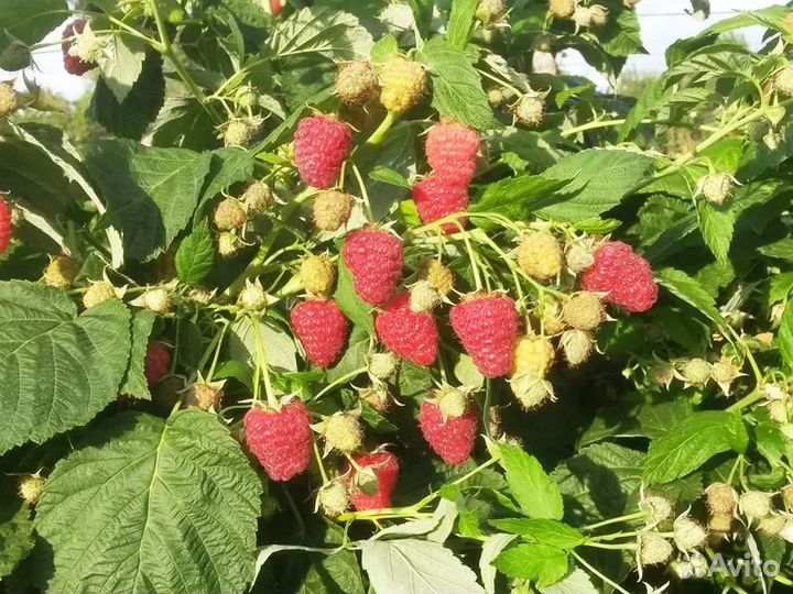 Саженцы малины