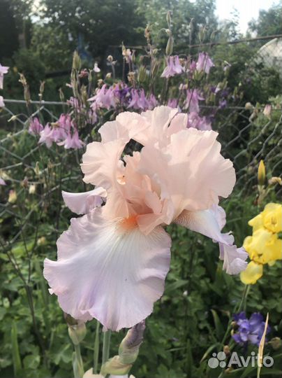 Ирисы бородатые