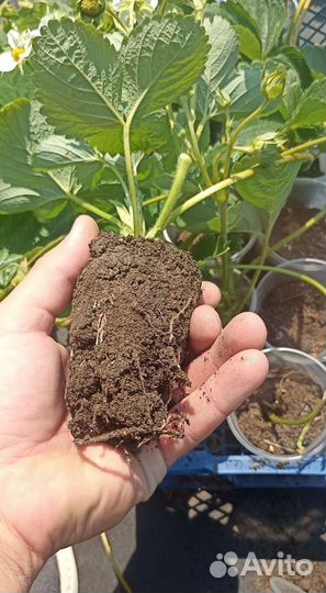 Рассада клубники ремонтантной Кабрилло