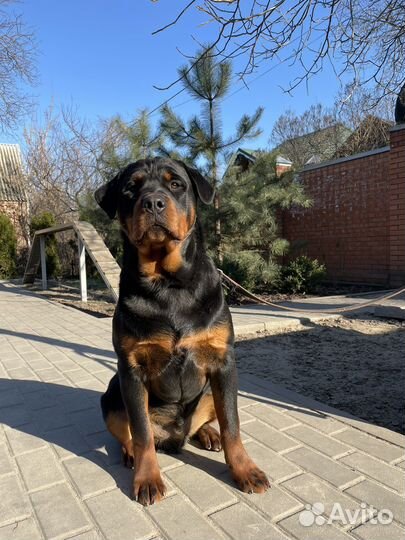 Услуги кинолога. Дрессировка, передержка