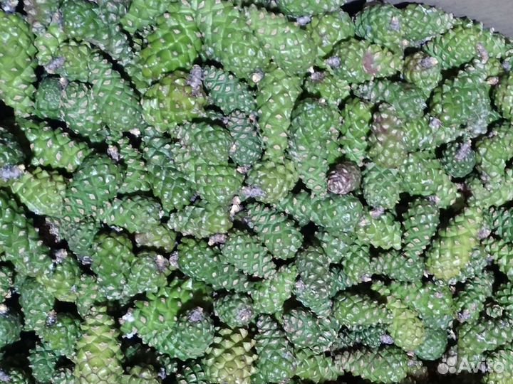 Шишка зеленая сосновая