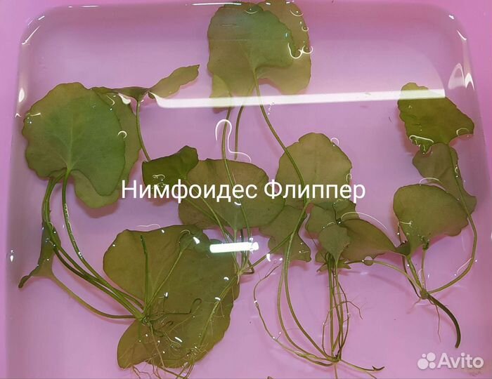 Аквариумные растения