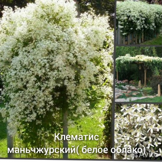 Клематис белое облако