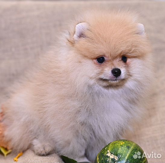 Померанские,медвежата,ркф