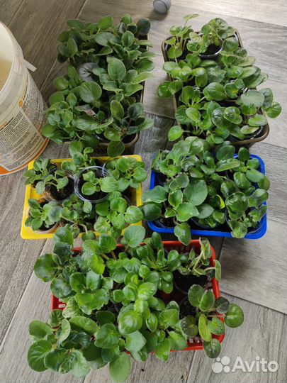 Сортовые фиалки наборы