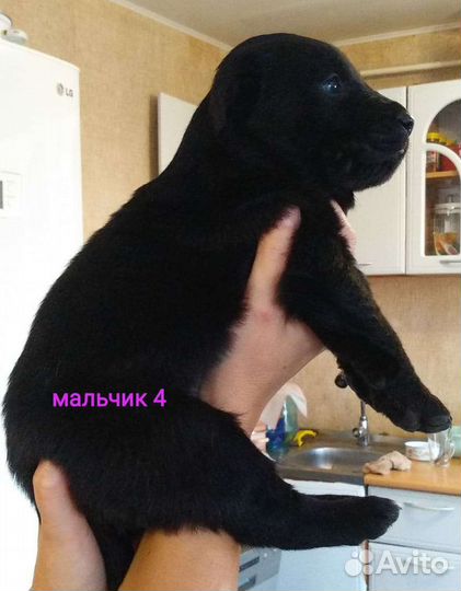 Щенки алабая