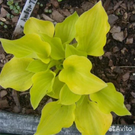 Хосты 7 Мини