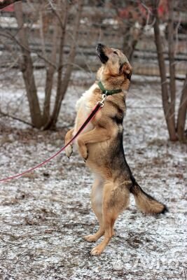 Миниатюрная собака из приюта в добрые руки
