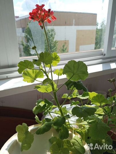 Пеларгония герань