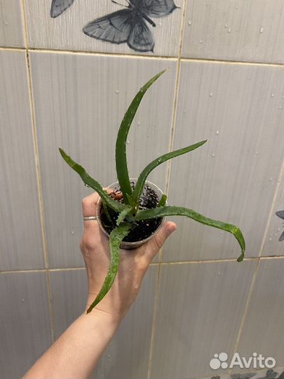 Алоэ столетник