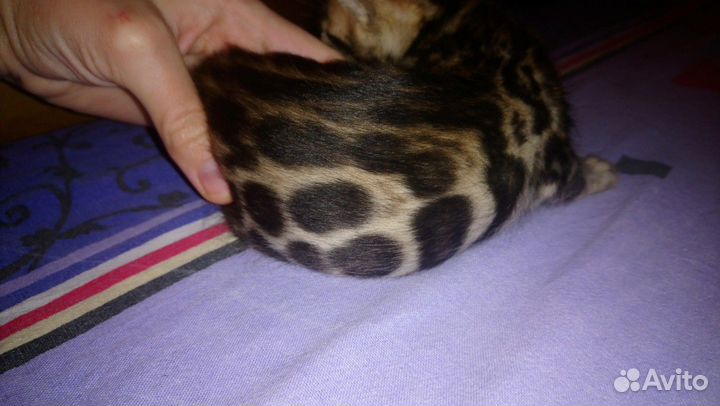 Бенгальская красотка