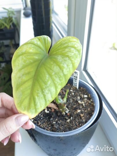Филодендрон мамей сильвер