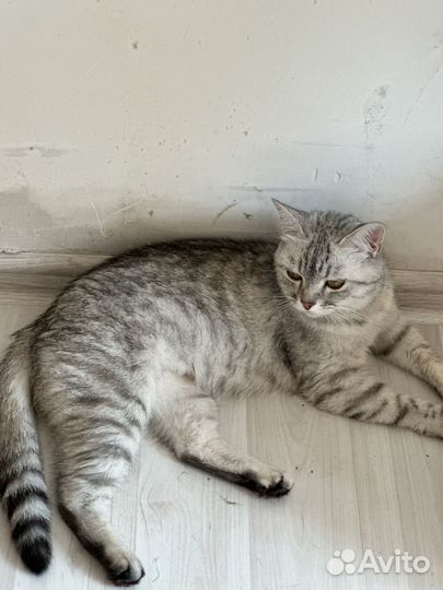 Кошечка ищет дом