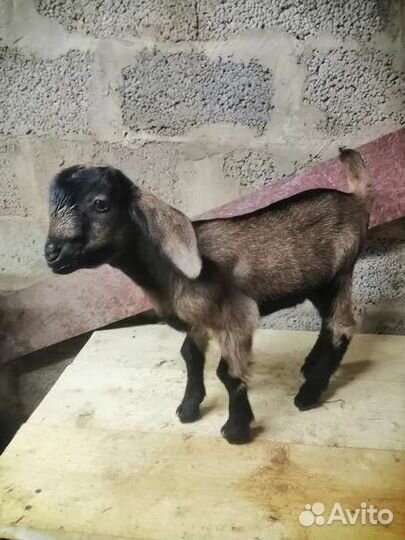 Коза нубийская