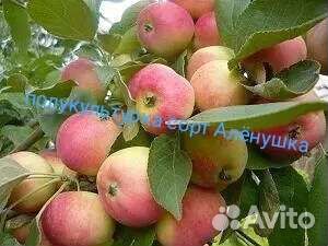 Саженцы и цветы