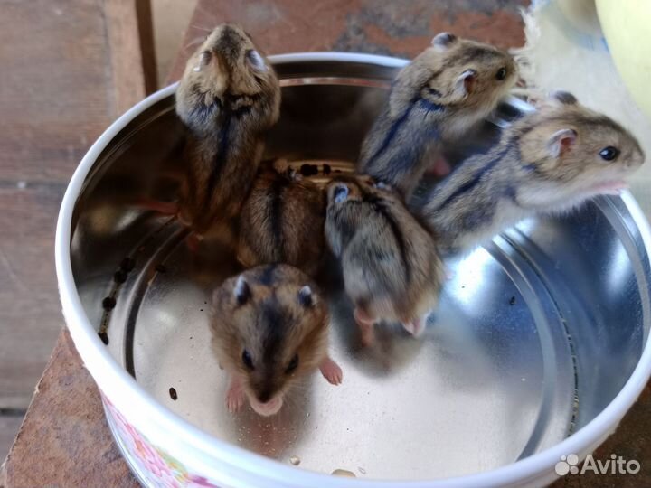 Джунгарские хомячки маленькие