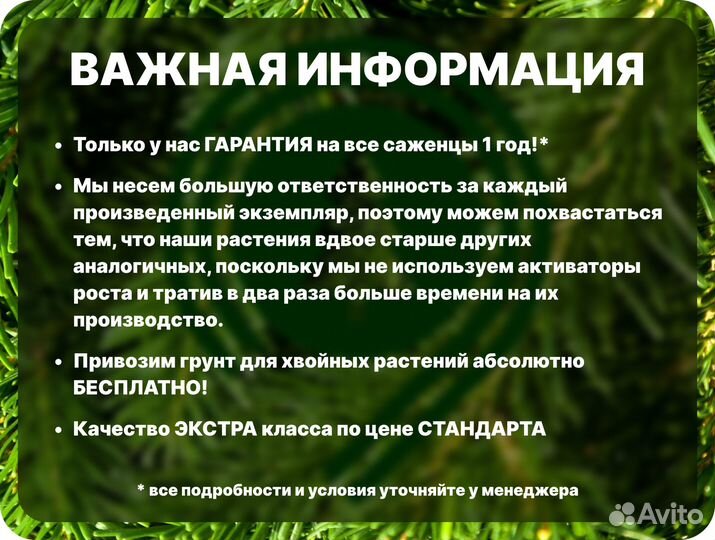 Голубая ель с гарантией приживаемости