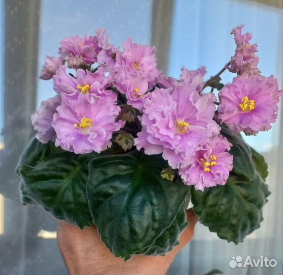 Сортовая Филка, цветет